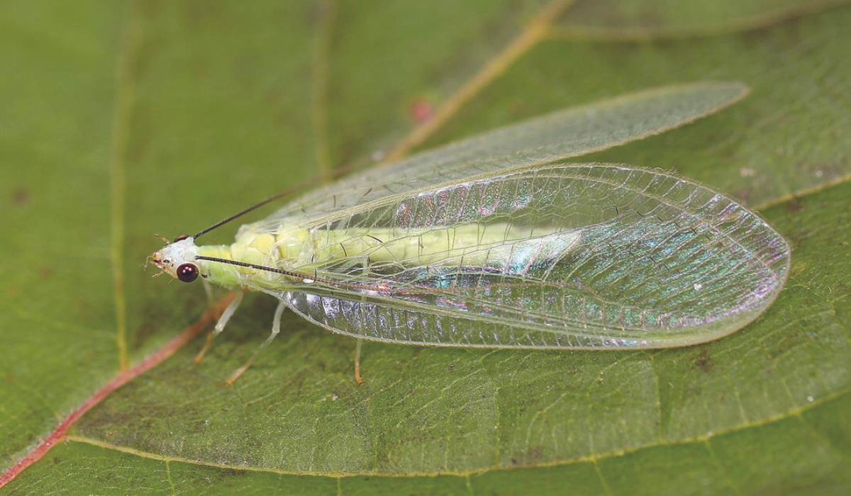 Green Lacewing